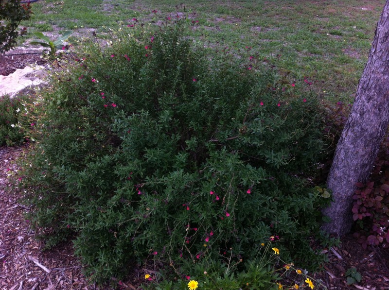 2012-04-30-6607 Conifer Cove-57.jpg
